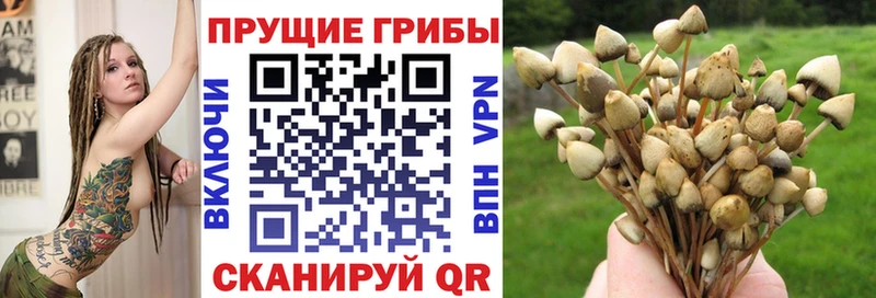 Галлюциногенные грибы Cubensis  как найти   Нижневартовск 